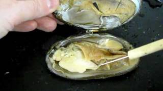 Bivalve Anatomy freshwater mussel [upl. by Fleta105]