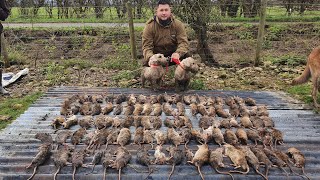 Mr porky Ratting with terriers at pig farm [upl. by Kial]