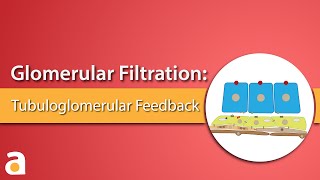 Glomerular Filtration Tubuloglomerular Feedback [upl. by Hoes]