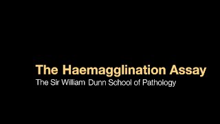 The Haemagglutination assay [upl. by Iilek398]