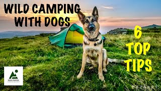 Wild Camping With Dogs 6 Top Tips [upl. by Airdnek]