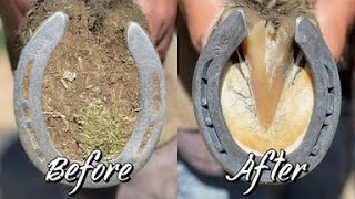 Farrier ASMR  Hoof Restoration  Satisfying [upl. by Itsyrc31]