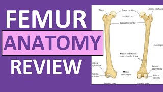 Femur Bone Anatomy Lecture and Landmark Markings [upl. by Enirehtahc975]