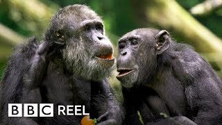 Chimpanzees are ‘just like us’  BBC REEL [upl. by Canning]