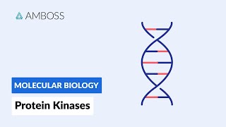 Protein Kinases Cell Signaling and Phosphorylation [upl. by Marylou]