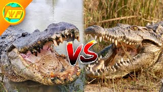 Alligator VS Crocodile  Whats the Difference [upl. by Shoshanna]