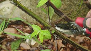 Pruning Perennial Plants Salvia Care [upl. by Hayimas]