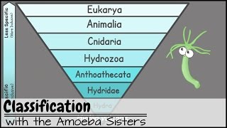 Classification [upl. by Eedrahc916]