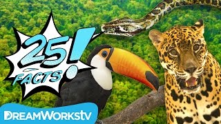 25 Facts About the AMAZON RAINFOREST  25 FACTS [upl. by Stoat]