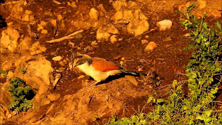 What does the Burchells Coucal eat [upl. by Eustatius337]