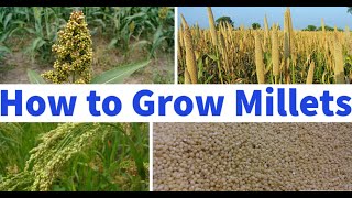 How To Grow Millets [upl. by Retsub]