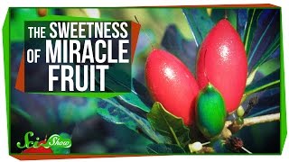 Miracle Fruit How to Trick Your Taste Buds [upl. by Nylrahs]