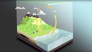 The carbon cycle [upl. by Spiegleman]