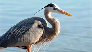 great blue heron sound call [upl. by Tadd]