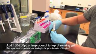 How to make an acrylamide gel for electrophoresis [upl. by Shelby501]