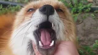 Rescued Fox Squeaks With Excitement While Being Petted [upl. by Gresham]