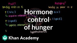 Hormone control of hunger [upl. by Ilak275]