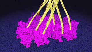 Cellulose synthesis by plant cells Powers of ten zoom [upl. by Luhe199]