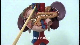 Gross anatomy of upper abdominal viscera [upl. by Ehsom]