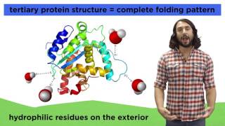 Protein Structure [upl. by Adnilam]