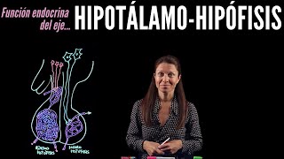 Fisiología endocrina I Eje HipotálamoHipófisis [upl. by Attenod892]