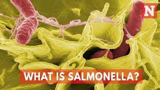 What Is Salmonella [upl. by Samal]