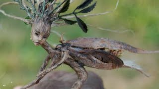 5 Real Fairies Caught on Camera [upl. by Atirec]