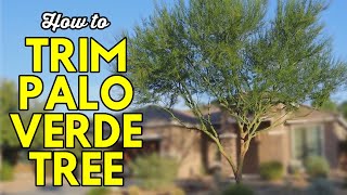 How to Trim a Palo Verde Tree [upl. by Fillbert188]