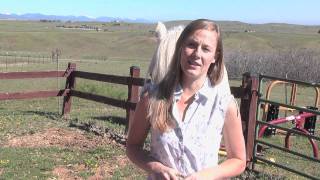 Beginner Horse Training Basics [upl. by Kling]