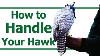 HOW TO HANDLE YOUR HAWK  How to walk with your hawk  How to pick up your hawk [upl. by Assirehc920]