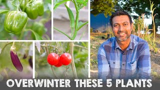 5 Vegetable Plants You Can Overwinter and Grow Next Year [upl. by Maibach]