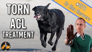 The Best Torn Dog ACL Treatment  Surgery or Home Management  Dog Care Vet Advice [upl. by Esele89]