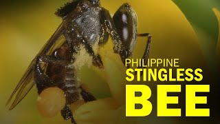 Philippine Stingless Bee [upl. by Matthias]