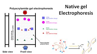 Native gel electrophoresis [upl. by Babs]