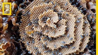 See the Unique Spiral Hives of the Australian Stingless Bee  National Geographic [upl. by Wagner198]