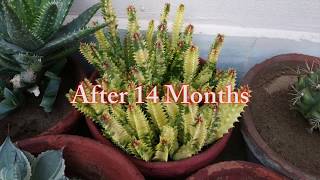 How to Grow and Propagate Stapelia Variegata Carrionflower Starfish Succulent Plant [upl. by Anilok]