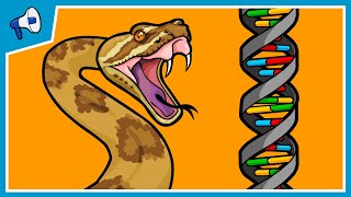 Part 2 How Does New Genetic Information Evolve Gene Duplications [upl. by Leacock]