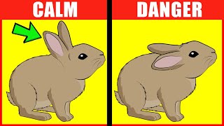 Rabbit Body Language Explained [upl. by Annadroj]