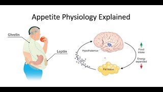 Appetite Ghrelin and Leptin Explained [upl. by Nedmac]