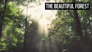 The Beautiful Forest  WWF [upl. by Ylremik]