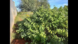 Overwintering Cape Gooseberries  Ground Cherry vs Gooseberry Fruit [upl. by Attenaz]