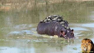 A Record Thirty Turtle Terrapins Riding On Hippo Back [upl. by Ardnuahsal174]