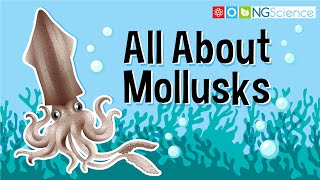 All About Mollusks [upl. by Rocker]