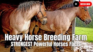 Heavy Horse Breeding Farm  STRONGEST Powerful Horses Facts [upl. by Alis]