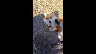 Dixiedo fox runs away with my phone Tries to bury it [upl. by Annuhsal]