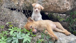 The cry for help of two dogs abandoned by their cruel owner on the side of the road and I saved them [upl. by Ainoda]