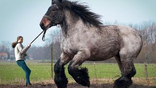 12 LARGEST Horse Breeds In The World [upl. by Ahseinar]