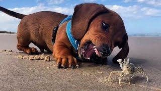 Funniest amp Cutest Dachshund Puppies 3 [upl. by Witte]