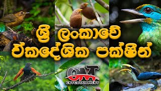 ශ්‍රී ලංකාවේ ඒකදේශික පක්ෂීන්  Endemic birds of Sri Lanka  OMT Entertainments [upl. by Ahsener953]