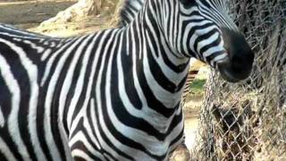 Zebra at Zoo [upl. by Carolynn588]